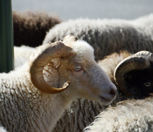 Modificado el presupuesto de las ayudas al ovino y caprino con dificultades de comercialización