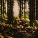 4’7 millones de euros a la forestación