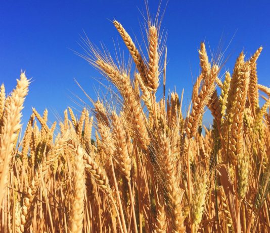 Lonja Agropecuaria de Salamanca del 3 de noviembre de 2020