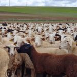 Luz verde al pago de las ayudas al ovino y las derivadas por la COVID-19 Una explotación de ovino, en la provincia de Salamanca. FOTO: VGA