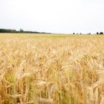 15 de noviembre, último día para aplicar el 5 % de bonificación al contratar el seguro de cultivos herbáceos