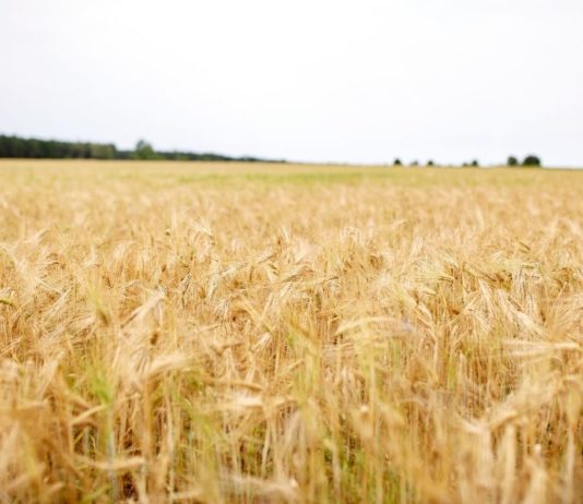 15 de noviembre, último día para aplicar el 5 % de bonificación al contratar el seguro de cultivos herbáceos