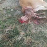 WhatsApp Image 2020-11-03 at 23.35.17 (3)