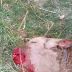 WhatsApp Image 2020-11-04 at 08.39.08