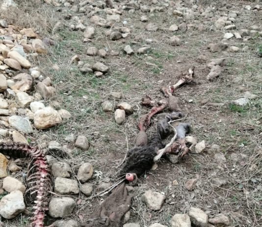 Los buitres matan a una vaca y dejan en los huesos al ternero recién parido