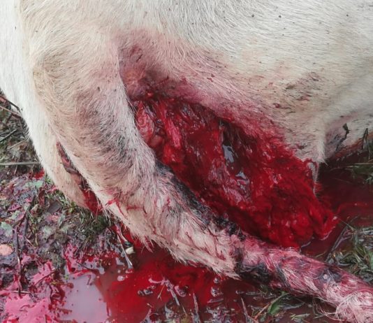 ASAJA Salamanca denuncia un nuevo ataque de buitre a una explotación de San Pedro de los Rozados