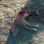 Ternero muerto, descubierto el 11 de noviembre, en San Pedro de los Rozados.