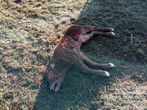 Ternero muerto, descubierto el 11 de noviembre, en San Pedro de los Rozados.