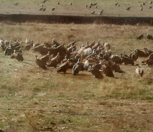 Desesperación en San Pedro de Rozados por el ataque continuo de los buitres