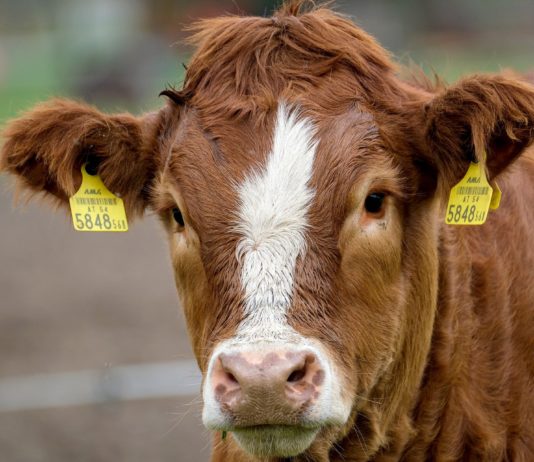 Lonja Agropecuaria de Salamanca del 9 de noviembre de 2020