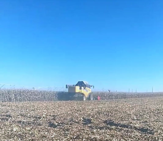 Sube la producción de maíz y se posiciona entre las mejores cosechas de los últimos 30 años Cosecha de maíz, en la provincia salmantina.