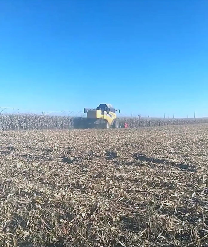 Cosecha de maíz, en la provincia salmantina. Cosecha de maíz, en la provincia salmantina.