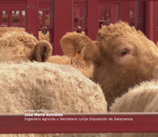 Campo Salmantino del 16 de noviembre de 2020