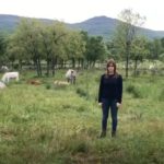 Ganadera salmantina.