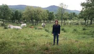 Ganadera salmantina.