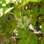 Sierra de Salamanca podrá elaborar vinos de la variedad rufete serrano blanco