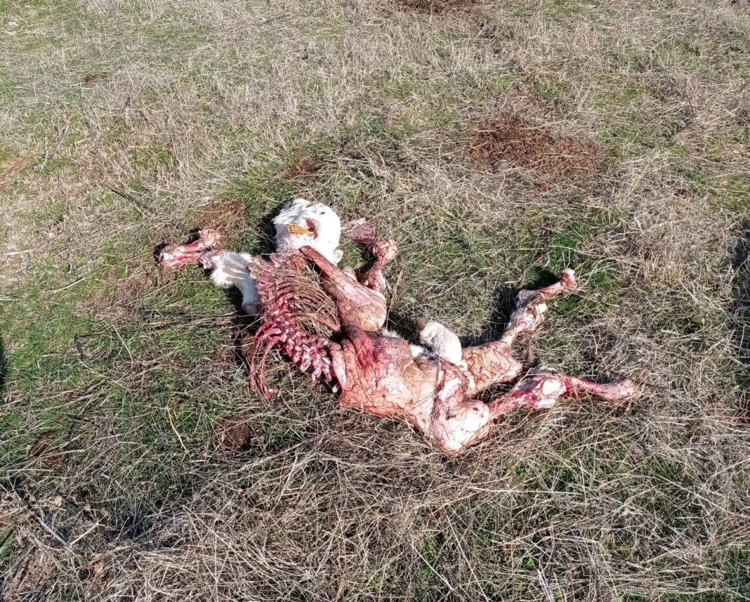 Ternero muerto, descubierto el 10 de noviembre, en San Pedro de los Rozados. Ternero muerto, descubierto el 10 de noviembre, en San Pedro de los Rozados.