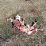 Ternero muerto, descubierto el 10 de noviembre, en San Pedro de los Rozados.