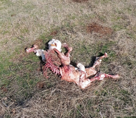 Ataques diarios de buitres a una explotación en San Pedro de los Rozados Ternero muerto, descubierto el 10 de noviembre, en San Pedro de los Rozados.