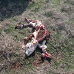 Ternero muerto, descubierto el 10 de noviembre, en San Pedro de los Rozados.