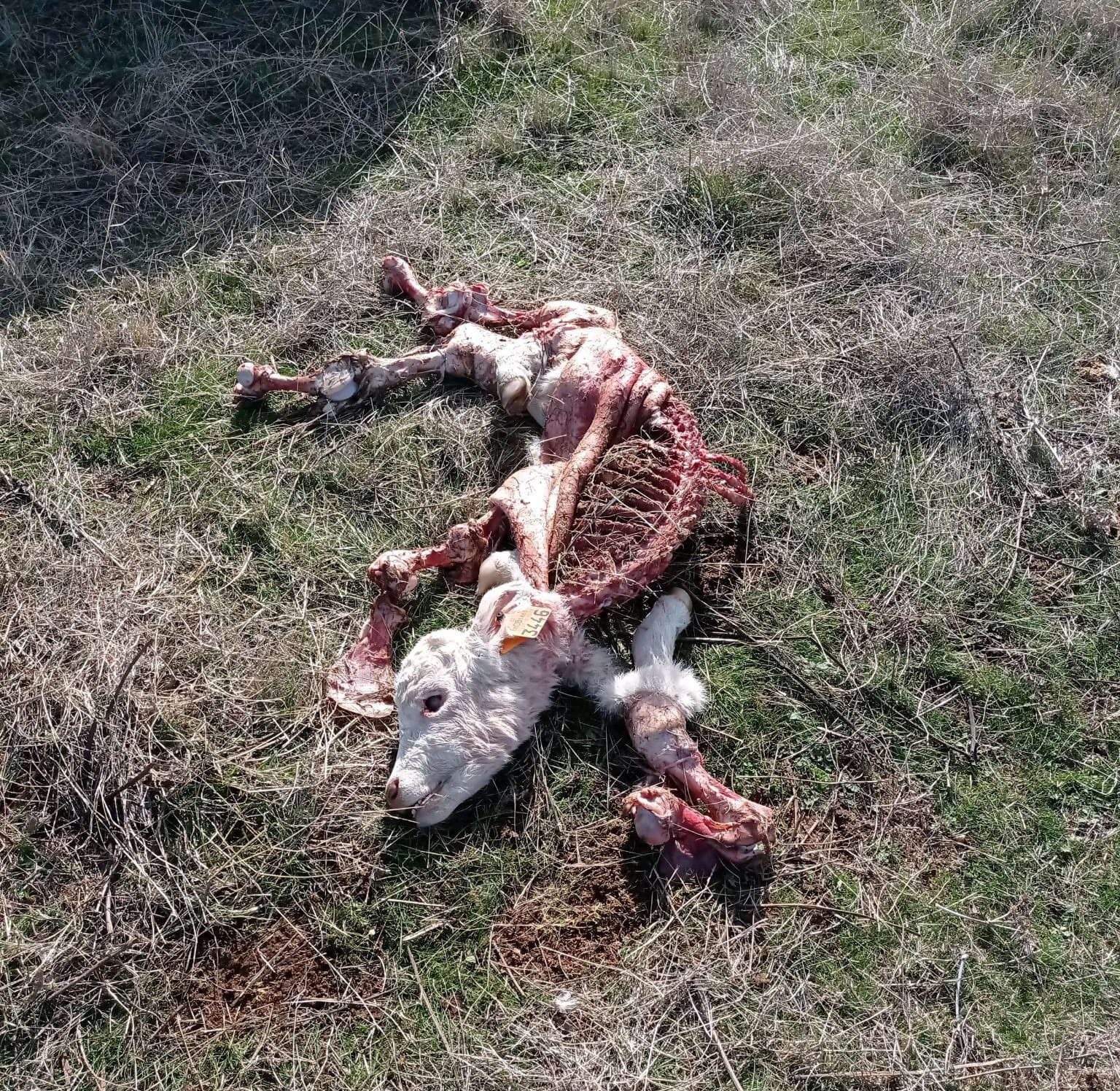 Ternero muerto, descubierto el 10 de noviembre, en San Pedro de los Rozados.