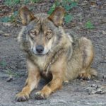 Castilla y León rechaza aumentar la protección del lobo ya que complicaría la gestión