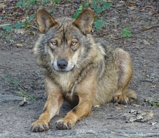 Castilla y León rechaza aumentar la protección del lobo ya que complicaría la gestión