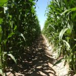 Aprobadas contribuciones internacionales del Ministerio de Agricultura, Pesca y Alimentación por valor de 147.199’51 euros