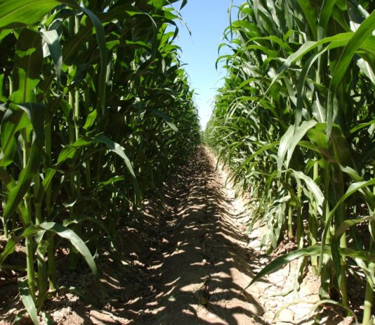 Aprobadas contribuciones internacionales del Ministerio de Agricultura, Pesca y Alimentación por valor de 147.199’51 euros