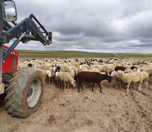 Lonja Agropecuaria de Salamanca del 21 de diciembre de 2020