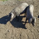 Actualizado el Protocolo de Certificación de la Norma de Calidad del Ibérico