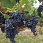 Hasta el 14 de enero, se pueden solicitar las ayudas para la promoción de productos vinícolas en mercados de terceros países