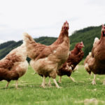 El Gobierno adapta las medidas de higiene de la producción primaria para facilitar la rentabilidad de pequeños productores y fomentar el consumo de proximidad