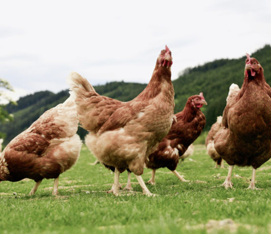 El Gobierno adapta las medidas de higiene de la producción primaria para facilitar la rentabilidad de pequeños productores y fomentar el consumo de proximidad