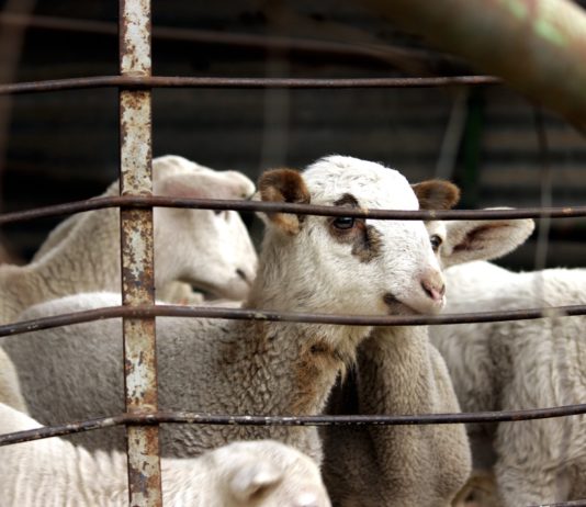 Lonja Agropecuaria de Salamanca del 14 de diciembre de 2020