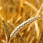 El Gobierno autoriza la subvención de los recargos por siniestralidad en el seguro agrario