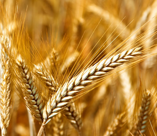 El Gobierno autoriza la subvención de los recargos por siniestralidad en el seguro agrario