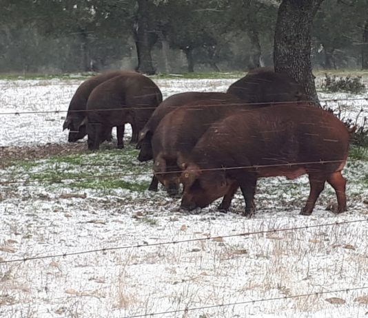 Lonja Agropecuaria de Salamanca del 4 de enero de 2021