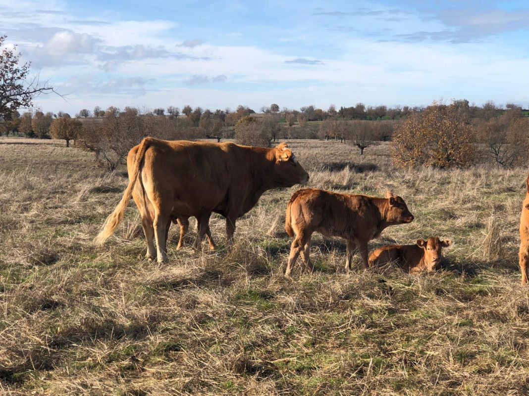 Una explotación situada en la comarca de Vitigudino. Una explotación situada en la comarca de Vitigudino.