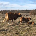 Rechazo unánime ante el cierre de Vitigudino declarado de «especial incidencia de tuberculosis bovina» Una explotación situada en la comarca de Vitigudino.