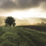 Aumenta en un 23 % la superficie asegurada en 2020 con respecto al año anterior