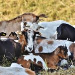 El mundo vislumbra la erradicación de la peste de los pequeños rumiantes