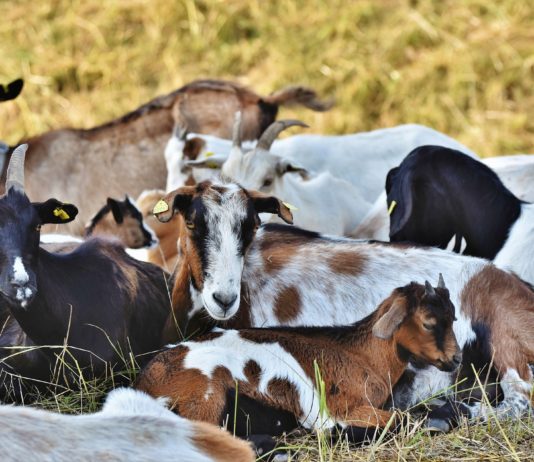 El mundo vislumbra la erradicación de la peste de los pequeños rumiantes
