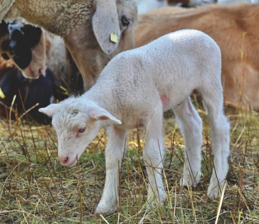 Lonja Agropecuaria de Salamanca del 25 de enero de 2021
