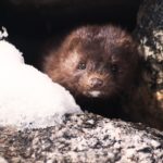 Sacrifican todos los visiones de una granja en Ávila por COVID-19