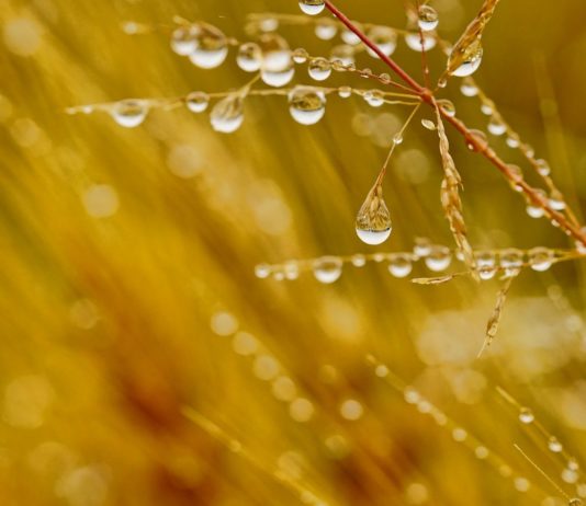Lonja Agropecuaria de Salamanca del 18 de enero de 2021