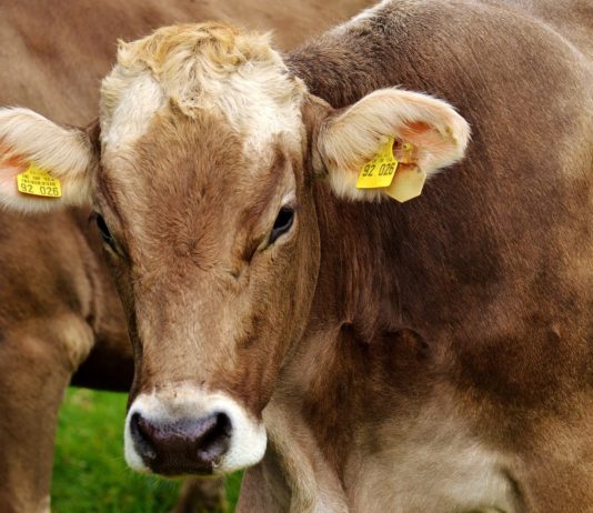 La ganadería, la primera gran víctima de la convergencia diseñada por el MAPA