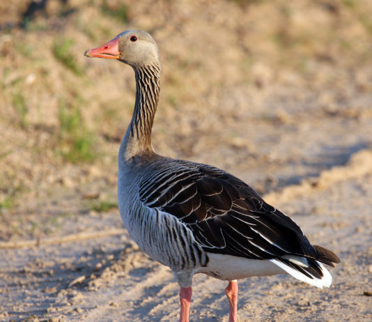 Detectado en Zamora el primer foco de gripe aviar de Castilla y León
