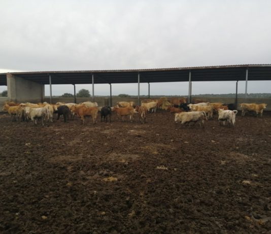 ASAJA alerta del excesivo acoso y derribo que sufre el medio rural en Salamanca