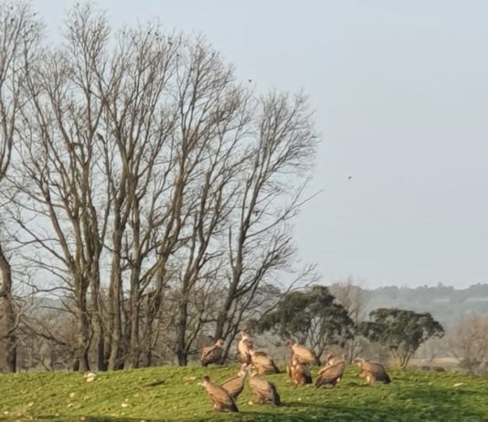 Los buitres acaban con dos becerros y una vaca en Alba de Yeltes
